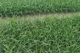 农忙时节的田园风光视频封面