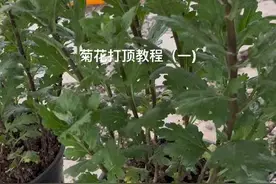 新手有不明白的花友可以带上图提问哈#菊花打顶 #爱生活爱养花 #种植的乐趣 ##一起养花 #菊花视频封面