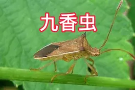 每日习中医——九香虫视频封面