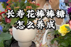 长寿花棒棒糖怎么养成#花卉绿植#长寿花#养花视频封面