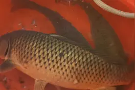野生的🐟，你知道它是草鱼还是鲤鱼还是什么鱼？关键是怎么吃呢视频封面