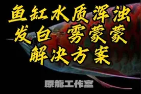 龙鱼饲养-鱼缸水质浑浊 发白 雾蒙蒙的解决方案！原龍工作室视频封面
