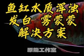 龙鱼饲养-鱼缸水质浑浊 发白 雾蒙蒙的解决方案！原龍工作室视频封面