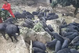 土猪喂养方式，简单粗暴，一年以上才出栏。强我中华土猪视频封面