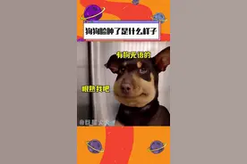 #狗狗 脸肿的原因又可怜又好笑，咱下次惹不过别惹了哈！#萌宠 #搞笑 #娱乐评论大赏 视频封面