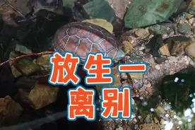 处出真感情，放生四只草龟久久不愿离开免费饭票，乌龟放生全过程视频封面