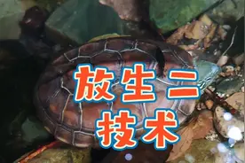 掌握乌龟放生技术，避免瞎放生，家养草龟放生方法技巧和注意事项视频封面