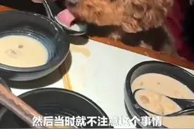 #女子用餐厅勺子舀汤喂宠物狗 店长回应称，，接受了客人道歉，当时未发现此事，用过的餐具已全部扔掉，餐厅全面消杀视频封面
