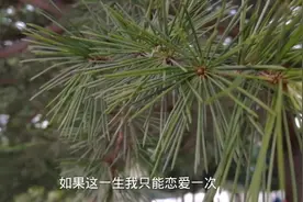 松树针熬水治疗高血压糖尿病视频封面