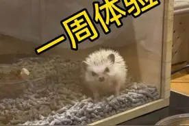 养刺猬一周后的体验…#小动物能有什么坏心思视频封面