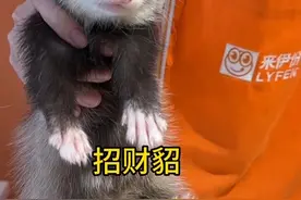 招财貂与高粽～今天在来伊份当一日店长！#来伊份618年中狂欢季 #来伊份事事高粽 #来伊份种子盲盒视频封面
