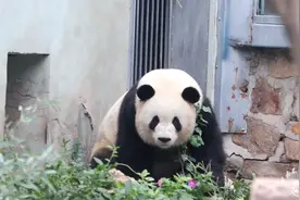 大熊猫萌兰 锯树而已，么么儿你怕啥呀视频封面