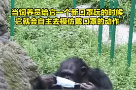 萌翻了！大猩猩学饲养员戴口罩，脸太大戴不上视频封面