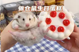 #仓鼠#金丝熊#仓鼠生日，做个蛋糕给她尝尝味