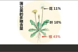 被 #被蜜蜂蛰了之后，立刻在附近找到新鲜#蒲公英，用它的乳汁涂抹伤口，很快消肿解毒#野外生存#蚊虫叮咬视频封面