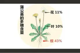 被 #被蜜蜂蛰了之后，立刻在附近找到新鲜#蒲公英，用它的乳汁涂抹伤口，很快消肿解毒#野外生存#蚊虫叮咬视频封面