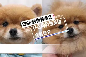 邱Sir教你剪毛之什么样的博美适合剪俊介#博美 #博美俊介