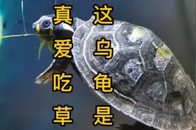 乌龟是真爱吃草，草缸得朋友注意了。！