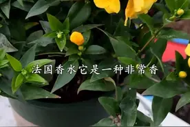 开花香，冬季开花，就属法国香水茉莉了，养护很简单，耐低温，..视频封面