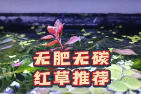 不用二氧化碳红色水草推荐，不需要水草泥，6种红草发色差别对比视频封面