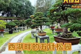 逛西湖畔的松树园，欣赏五针松老桩盆景 #精品盆景 #五针松盆景视频封面