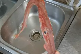 往往新鲜的食材，只需要简单的烹饪方式，这就是潮汕海鲜，你学会了吗？#潮汕传统海鲜视频封面
