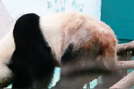 大熊猫银柯脱毛是真的 养大熊猫是个良心活儿
