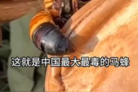 剧毒虎头蜂蛰伤村民，欢子应邀处理，零下几十度的速冻液将马蜂治理的服服帖帖#被马蜂蛰 #户外捅马蜂窝 #马蜂克星 #杀人蜂视频封面