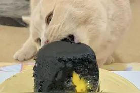 奶黄流心也太诱人了吧❗️#干饭最积极的小猫 #猫啃罐头 #助眠视频 #小猫吃饭视频 #吃货猫视频封面
