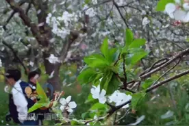 武汉樱花刚开就被一夜“清零”？樱花：我们好着呢！早中晚樱接力盛放持续到四月中旬，放心来看！#又到了一年樱花雨季 #武汉樱花 #武汉樱花好着呢视频封面