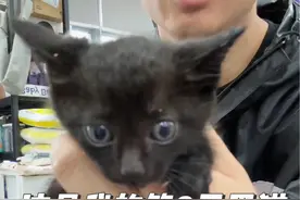 这是什么神仙小黑猫？刚捡1小时，就爬我脖子上去了，直接安排剪指甲，洗澡澡，太乖了吧…#流浪猫 #流浪猫救助 #黑猫 #我和我的猫 #科学养宠攻略视频封面