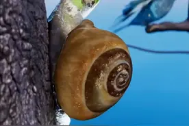 可怕的寄生虫，竟然控制蜗牛！#内容启发搜索 #科学探索 #知识科普视频封面