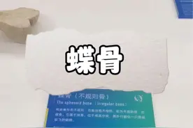 蝶骨 人体中一块漂亮的骨头#科普知识 #人体结构 #蝶骨 #人体奥秘