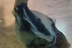 炸鳞，退散 应激性的炸鳞，可以试试 加盐：5/1000 含盐量 加药：每 100 升水： 4 颗诺氟沙星胶囊，2 颗阿莫西林 #百褶尾泰狮金鱼 #养鱼日记 #炸鳞 #养鱼经验分享
