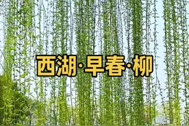 最爱西湖早春柳，万种风情万种柔。春风又绿江南岸，接下来的杭州是千万次的春和景明。你一定有很多柳树的诗句吧。#春风又绿江南岸 #春天总要来趟杭州西湖吧  #垂柳#拂堤杨柳醉春烟 #走进满屏绿意的春天视频封面