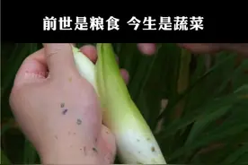 茭白本名叫菰，原本是正经的粮食产物，后来受黑粉菌的影响茎部变得异常庞大，做成食物后发现十分鲜美视频封面