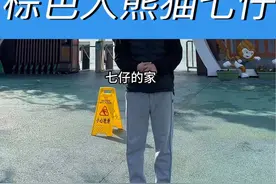 陕西秦岭巧克力色的大熊猫#大熊猫七仔 #七仔 #秦岭四宝科学公园视频封面