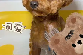 怎么会小狗这么喜欢洗澡啊，沉浸式洗狗记！ #沉浸式 #狗洗澡 #萌宠日常记录 #万物可爱计划 #米奇是只小泰迪视频封面