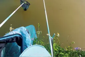这个故事告诉我们，春天要钓浅不是没道理的#钓鱼的乐趣只有钓鱼人懂 #速散维它米 #光威影峰视频封面
