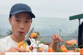 最后一茬花修剪方法稍微科学一点明年都能多开几朵 夏天也可以这么剪！喜欢的话记得收藏#修剪 #月季修剪 #月季怎么修剪 #分享养花经验视频封面