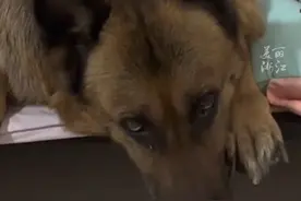 爸爸哄不好娃，就放到狗狗旁边。#狗狗带娃带得一脸疲惫