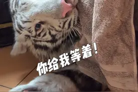 🦓：你身边有没有幸灾乐祸的小狗朋友 #白虎 #宫百万 （明天狗狗也带去宠物店洗澡啦🐶）