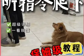 原来这才是教狗按指令爬下的正确训练流程！ 1分钟保姆级教程教你如何训练狗狗听指令趴下！超详细！#训犬教程 #科学养宠攻略 #狗狗 #幼犬训练教程  #狗子技能视频封面