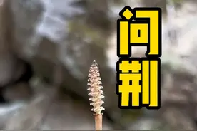 问荆草下有黄金，你们觉得到底有没没有呢！#内容启发搜索 #采药人 #三农 #问荆 #黄金草视频封面