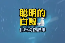 爱吓唬小孩的白鲸真的有那么聪明吗？#人与动物和谐共处 #治愈系 #万物皆有灵性视频封面