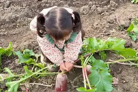 拔萝卜完整版的来了 …   抱歉闺女 妈妈和奶奶实在是没忍住… #唯一不变的是童年  #农村孩子的乐趣 #拔萝卜 #无忧无虑的年纪视频封面