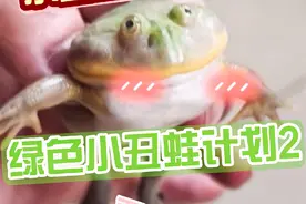绿色小丑蛙现在怎么样了呢，顺便分享一下群养小丑~#角蛙 #异宠视频封面
