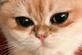小猫咪真的会哭吗#萌到爆炸了💥 #小猫日记 #谁能拒绝傻憨憨的小猫咪视频封面