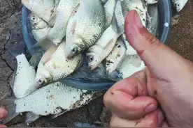 野钓就是这样，惊喜无处不在！要定位的关注评论区留言！我发你！#钓鱼王地狱猫 #武汉野钓钓位大全 #武汉野钓鲫鱼地点最新 #秋季钓鱼的黄金季节 #草根钓鱼人视频封面