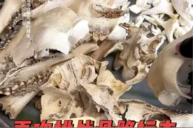 这鳄鱼骨骼标本算是让我研究明明白白的了吧！ #农村生活视频封面